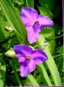 foto Flores de jardín Spiderwort De Virginia, Las Lágrimas De La Señora, Tradescantia virginiana lila