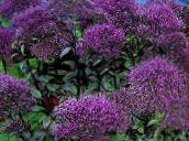 photo Garden Flowers Throatwort, Trachelium purple
