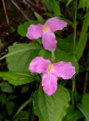 photo  Trillium, Wakerobin, Tri Flower, Birthroot pink