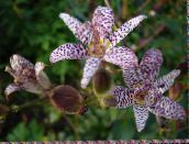 foto Gartenblumen Krötenlilie, Tricyrtis flieder
