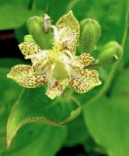 photo Garden Flowers Toad Lily, Tricyrtis yellow
