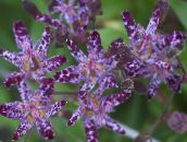 photo Garden Flowers Toad Lily, Tricyrtis purple