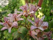 photo Garden Flowers Toad Lily, Tricyrtis red