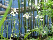 foto Gartenblumen Wasserfeder, Hottonia palustris weiß