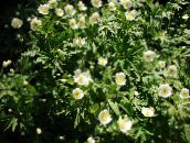 white Canada Anemone, Meadow Anemone