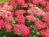 photo Garden Flowers Yarrow, Milfoil, Staunchweed, Sanguinary, Thousandleaf, Soldier's Woundwort, Achillea red