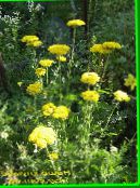 foto Gartenblumen Schafgarbe, Staunchweed, Blutigen, Thousandleaf, Soldaten Ziest, Achillea gelb
