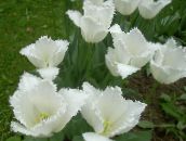foto Gartenblumen Tulpe, Tulipa weiß