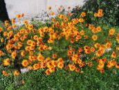 foto Gartenblumen Fallschirm Daisy, Ursinia orange