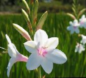 foto Gartenblumen Watsonia, Signalhorn Lilie weiß