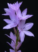 photo Garden Flowers Watsonia, Bugle Lily lilac