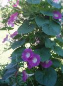photo  Morning Glory, Blue Dawn Flower, Ipomoea pink