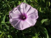 photo  Morning Glory, Blue Dawn Flower, Ipomoea lilac