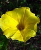 photo  Morning Glory, Blue Dawn Flower, Ipomoea yellow