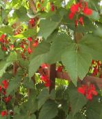 photo Garden Flowers Scarlet Runner Bean, Scarlet Conqueror, Fire Bean, Mammoth, Red Gian, Phaseolus coccineus red