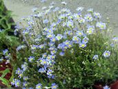 foto Gartenblumen Blaue Gänseblümchen, Blauen Marguerite, Felicia amelloides hellblau