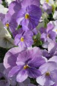 foto Gartenblumen Viola, Stiefmütterchen, Viola  wittrockiana flieder