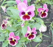 foto Gartenblumen Viola, Stiefmütterchen, Viola  wittrockiana rosa