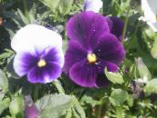 photo Garden Flowers Viola, Pansy, Viola  wittrockiana purple