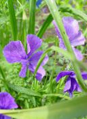 photo Garden Flowers Horned Pansy, Horned Violet, Viola cornuta lilac