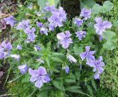 photo Garden Flowers Horned Pansy, Horned Violet, Viola cornuta light blue