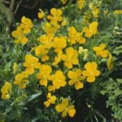 foto Gartenblumen Gehörnten Stiefmütterchen, Hornveilchen, Viola cornuta gelb