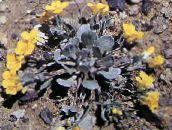 foto Gartenblumen Rydberg Twinpod, Doppel Bladderpod, Physaria gelb