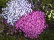 photo Garden Flowers Creeping Phlox, Moss Phlox, Phlox subulata lilac