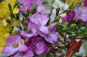 photo Garden Flowers Freesia lilac