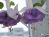 foto Gartenblumen Geißblatt Fuchsia flieder