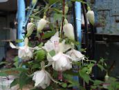 foto Gartenblumen Geißblatt Fuchsia weiß