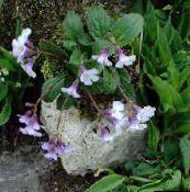 photo Garden Flowers Haberlea lilac