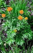 photo  Globe flower, Trollius orange
