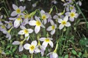 foto Gartenblumen Alpen Bluets, Berg Bluets, Quäker Damen, Houstonia weiß