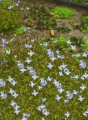 foto Gartenblumen Alpen Bluets, Berg Bluets, Quäker Damen, Houstonia hellblau