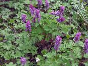 photo Garden Flowers Corydalis purple