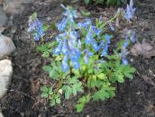 foto Gartenblumen Lerchensporn, Corydalis hellblau