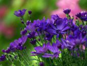 foto Gartenblumen Floristen Mama, Mama Topf, Chrysanthemum blau