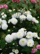 foto Gartenblumen Floristen Mama, Mama Topf, Chrysanthemum weiß