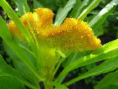 foto Gartenblumen Hahnenkamm, Plume Pflanze, Fischgrätenartig Amaranth, Celosia gelb