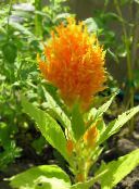 foto Gartenblumen Hahnenkamm, Plume Pflanze, Fischgrätenartig Amaranth, Celosia orange