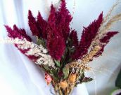 foto Gartenblumen Hahnenkamm, Plume Pflanze, Fischgrätenartig Amaranth, Celosia weinig