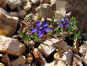 foto Gartenblumen Cyananthus blau