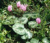foto Gartenblumen Säen Brot, Winterharte Alpenveilchen, Cyclamen rosa
