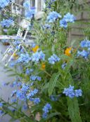 foto Gartenblumen Hundszunge, Gypsyflower, Chinesisch Vergissmeinnicht, Cynoglossum hellblau
