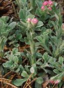 foto Gartenblumen Antennaria, Katzen Fuß, Antennaria dioica rosa