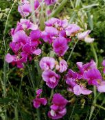 foto Gartenblumen Liebe Erbse, Platterbse, Lathyrus latifolius rosa