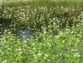 foto Gartenblumen Wildwasser-Hahnenfuß, Batrachium, Ranunculus trichophyllus weiß