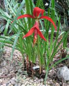 photo Garden Flowers Aztec Lily, Jacobean Lily, Sprekelia red