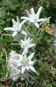 foto Gartenblumen Edelweiß, Leontopodium weiß